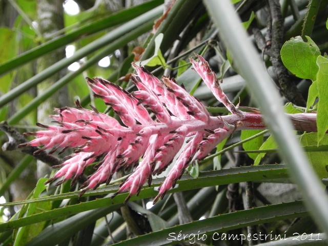 Aechmea distichantha