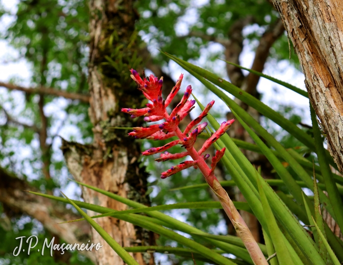 Aechmea distichantha