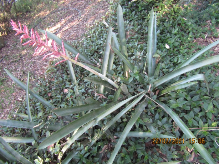 Aechmea distichantha