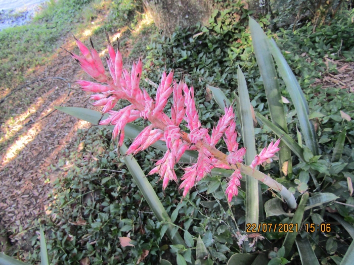 Aechmea distichantha