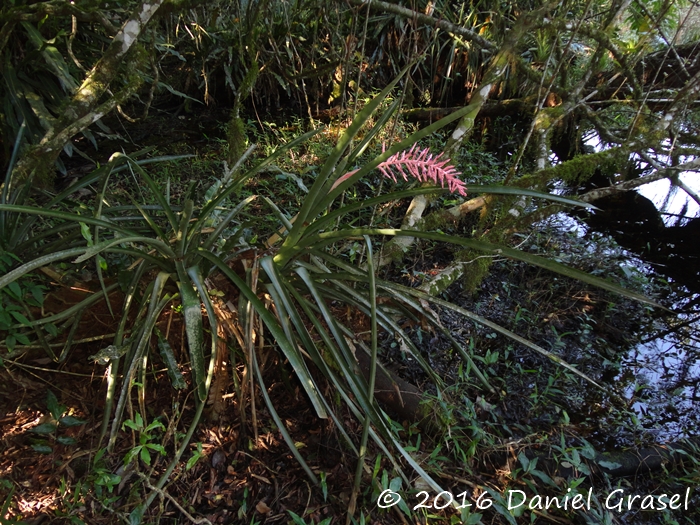 Aechmea distichantha