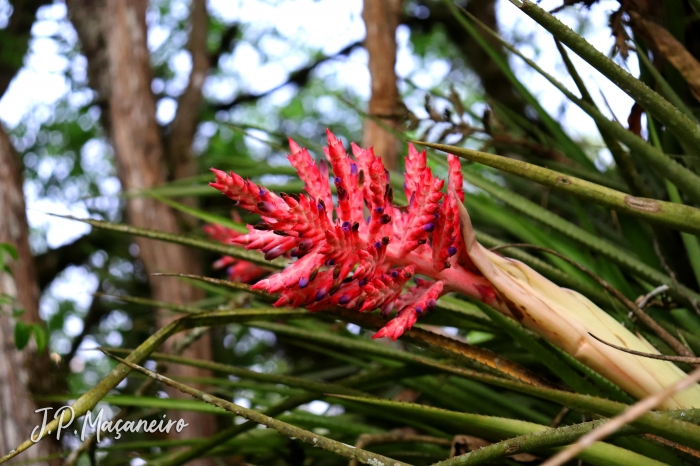 Aechmea distichantha