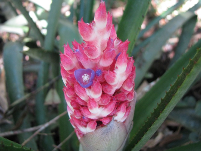 Aechmea distichantha