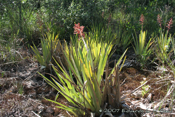 Aechmea distichantha