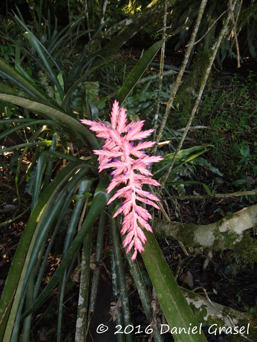 Aechmea distichantha