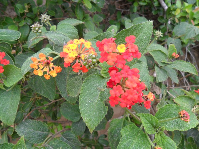 Lantana camara