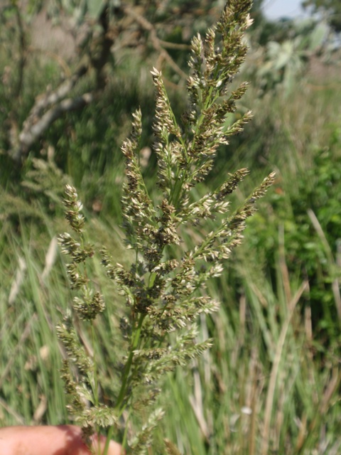 Canastra aristella