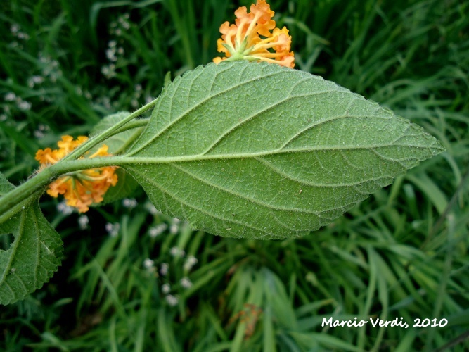 Lantana camara