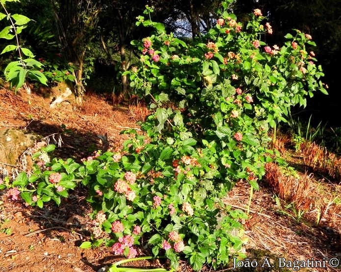 Lantana camara