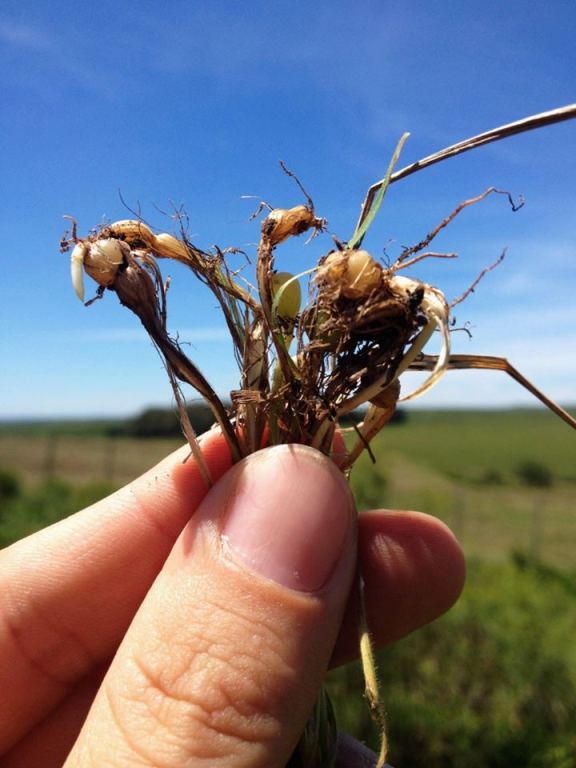 Chascolytrum bulbosum