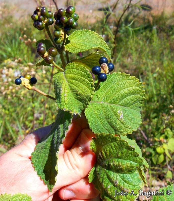 Lantana camara