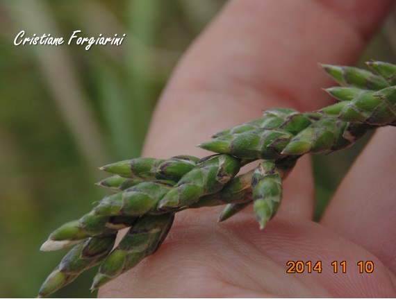 Erianthecium bulbosum