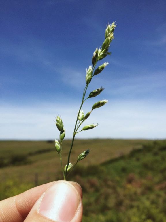 Chascolytrum bulbosum