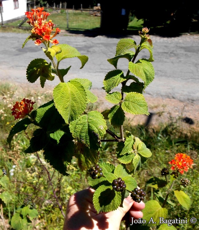 Lantana camara