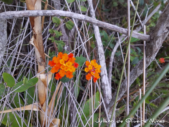Lantana camara