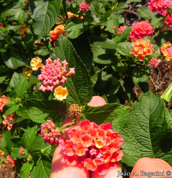 Lantana camara