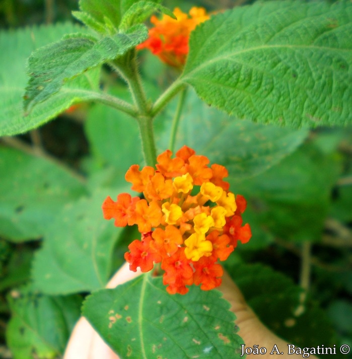 Lantana camara