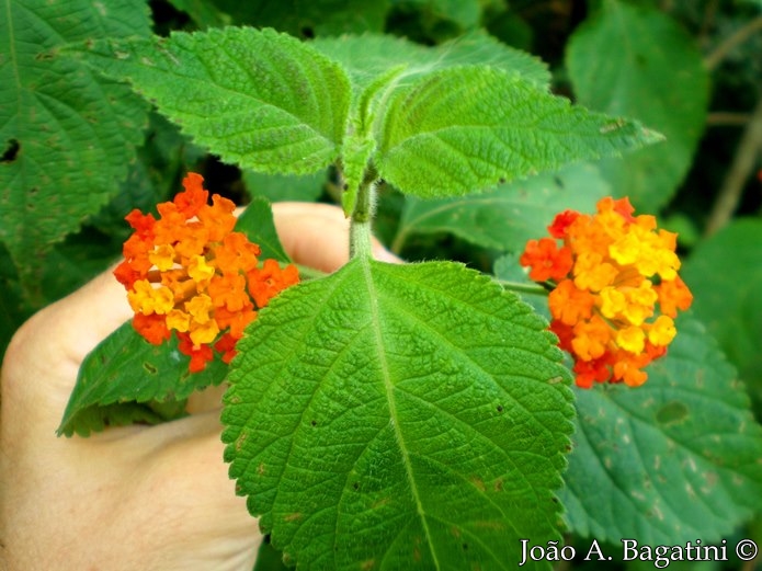 Lantana camara