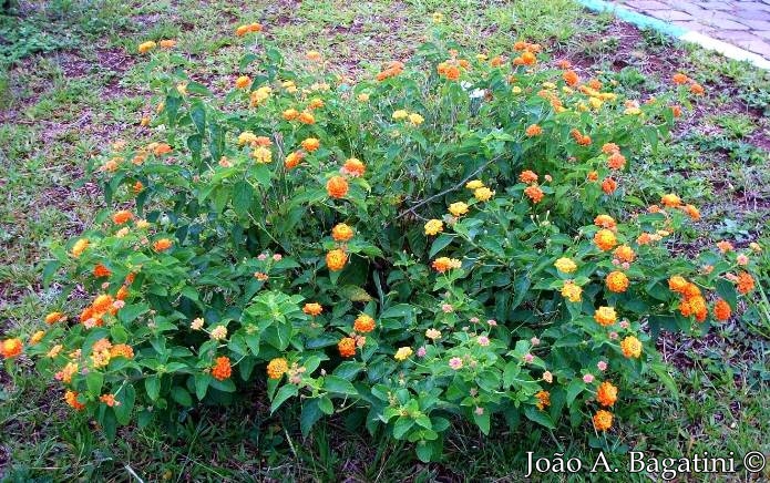 Lantana camara