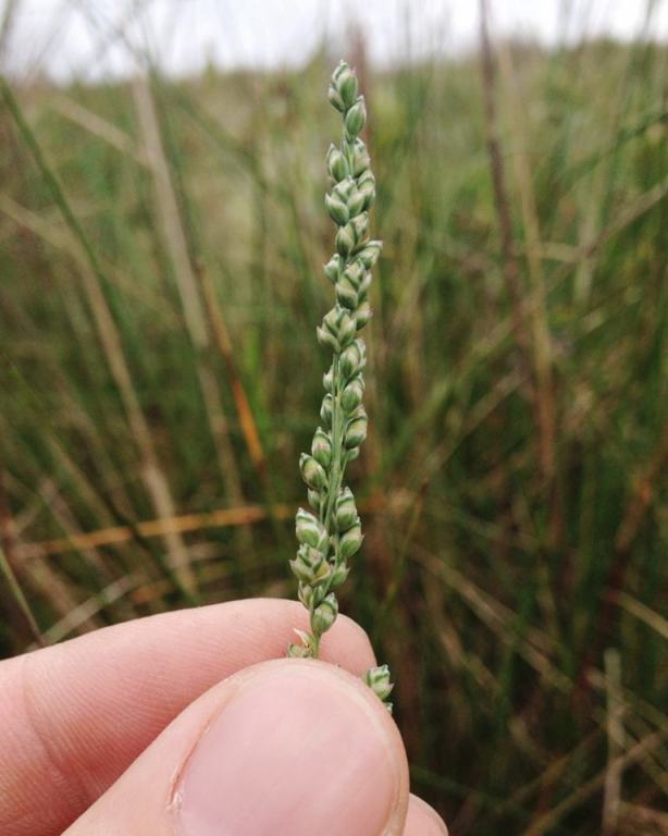 Chascolytrum scabrum