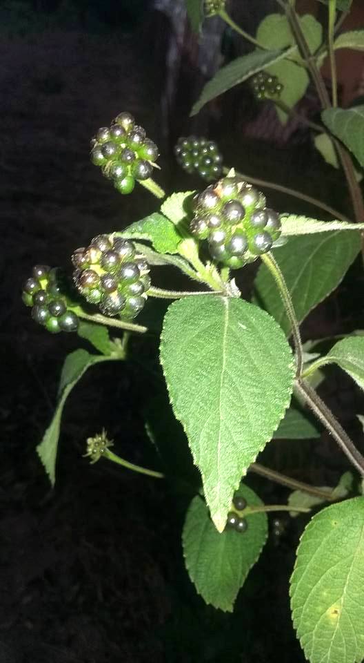 Lantana camara