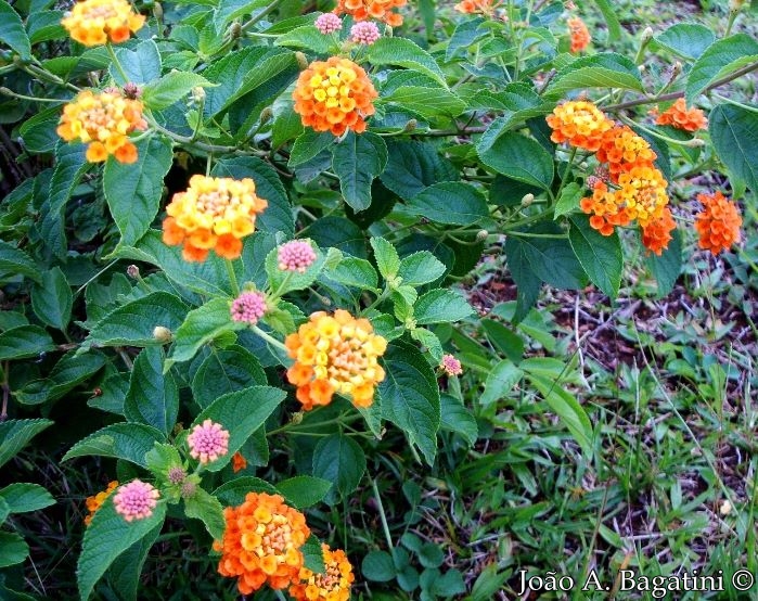 Lantana camara