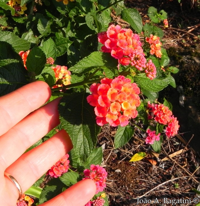 Lantana camara