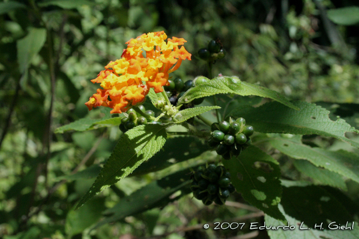 Lantana camara