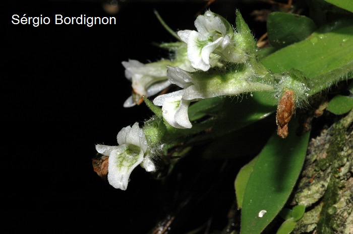 Lankesterella ceracifolia