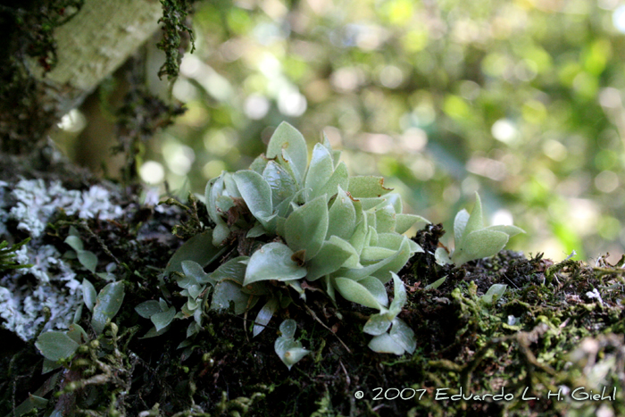 Lankesterella ceracifolia