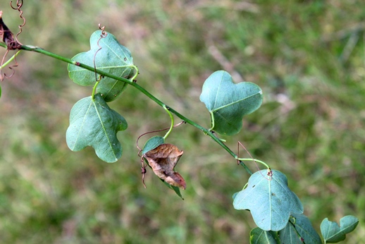 Passiflora elegans