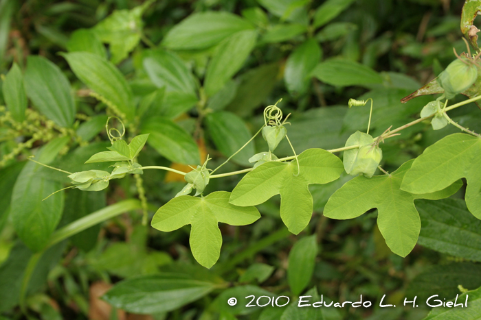 Passiflora elegans