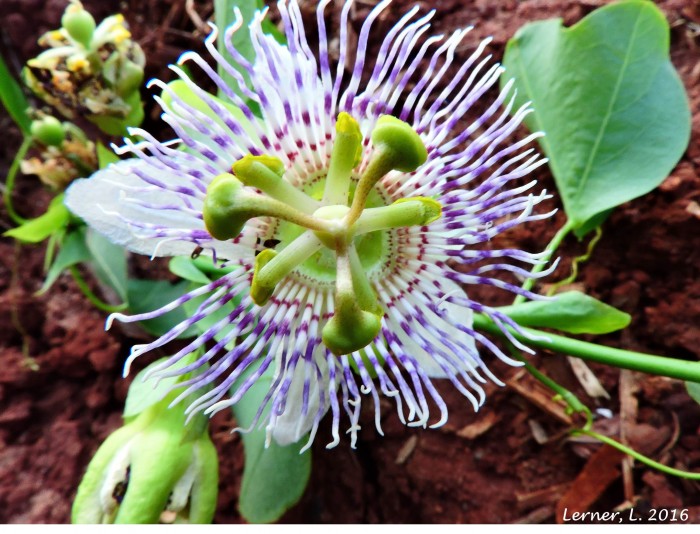 Passiflora elegans