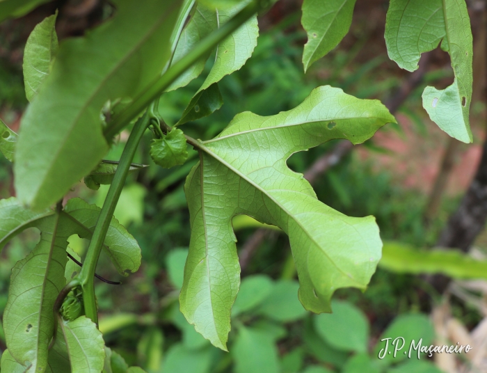 Passiflora edulis