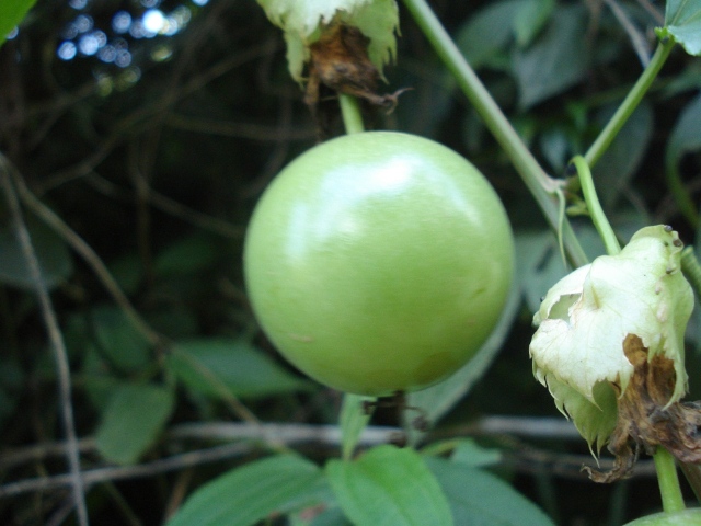 Passiflora edulis