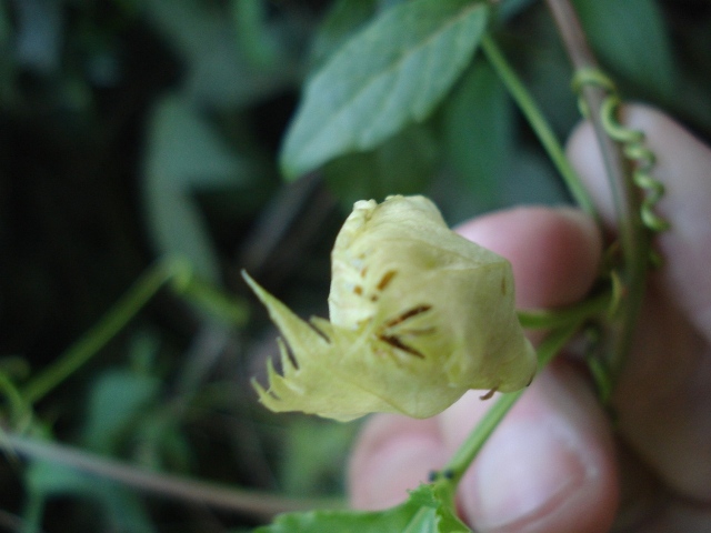 Passiflora edulis