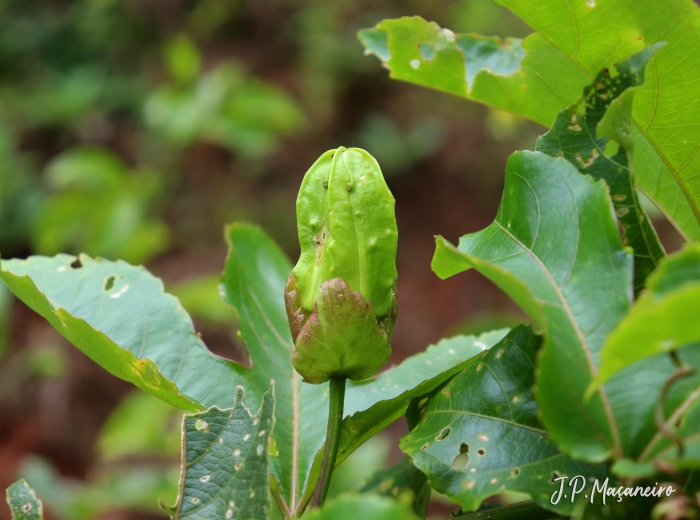 Passiflora edulis