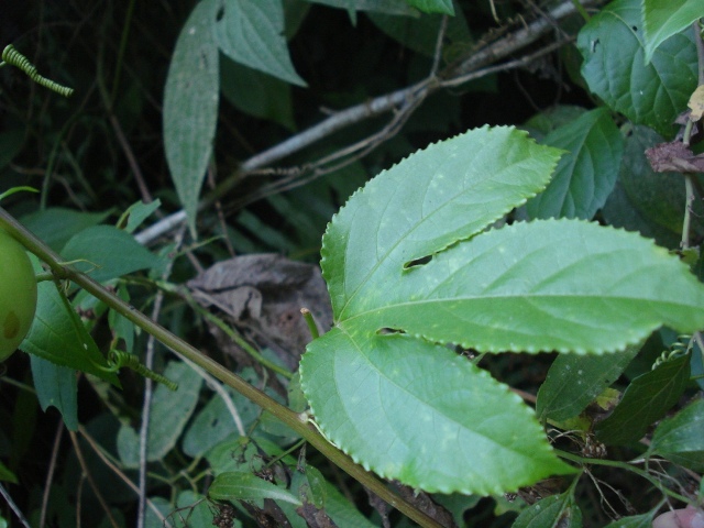 Passiflora edulis