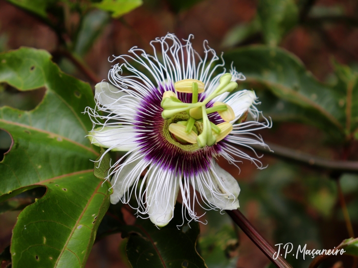 Passiflora edulis