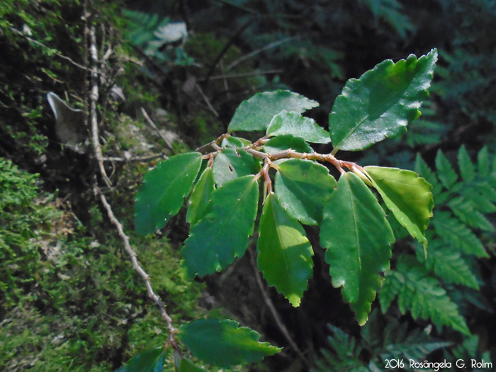 Begonia fruticosa