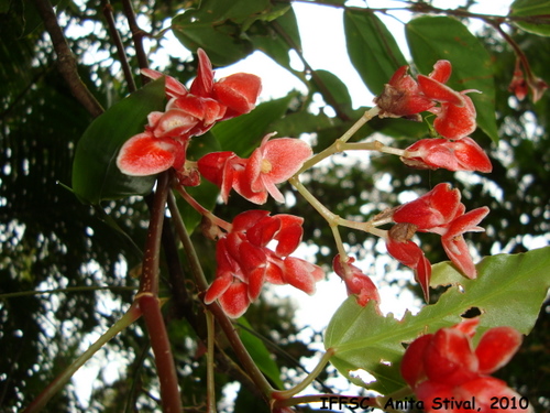 Begonia radicans