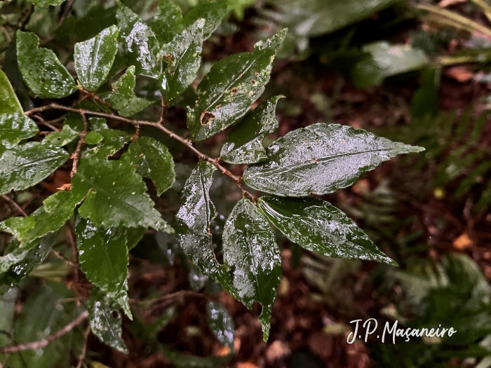 Begonia fruticosa
