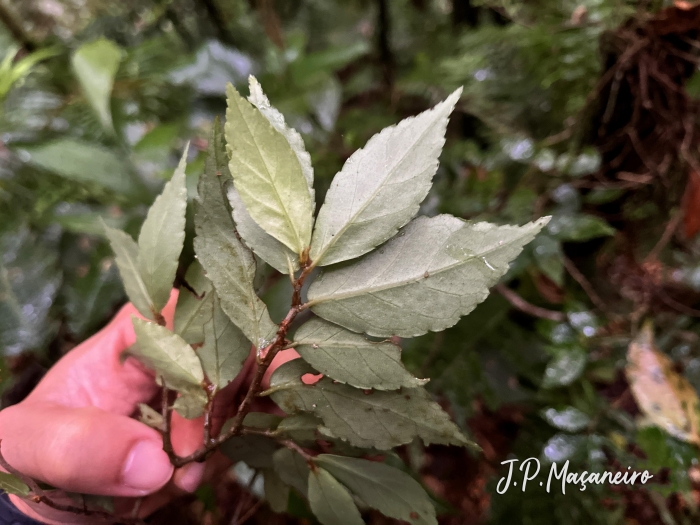 Begonia fruticosa