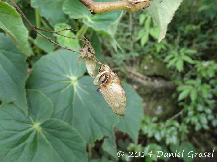 Begonia per-dusenii