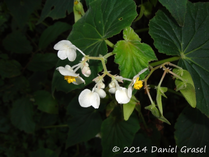 Begonia per-dusenii