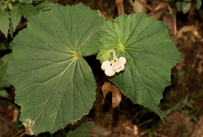 Begonia per-dusenii