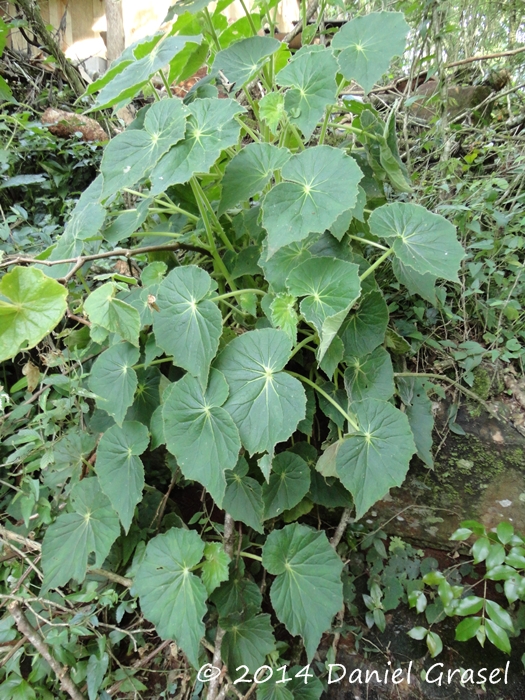 Begonia per-dusenii