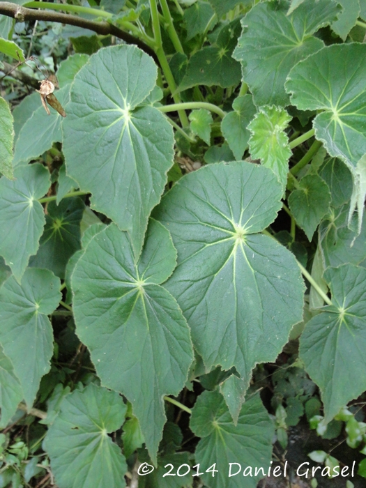 Begonia per-dusenii