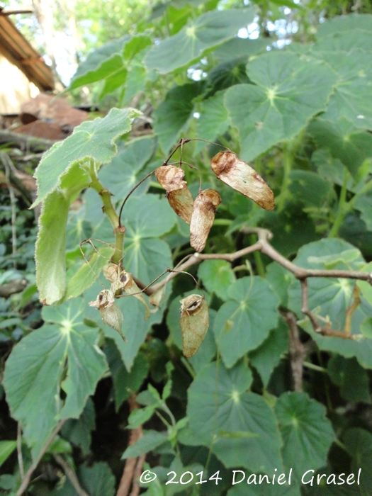 Begonia per-dusenii