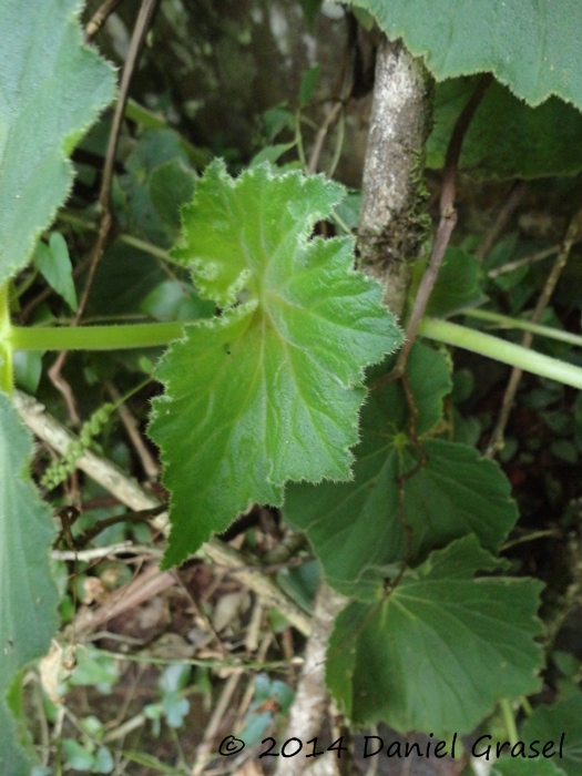 Begonia per-dusenii